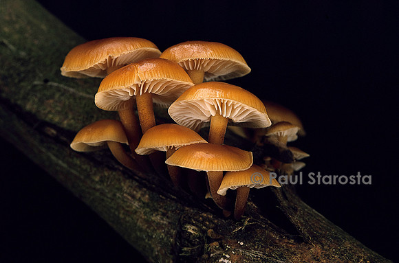 Flammulina velutipes (collybie à pied velouté)