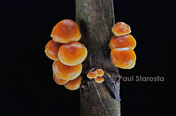Flammulina velutipes (collybie à pied velouté)