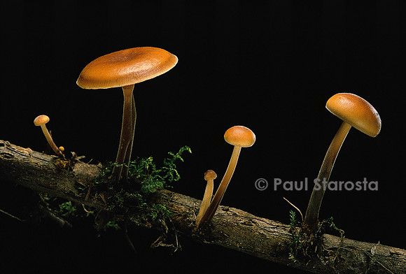 Flammulina velutipes (collybie à pied velouté)