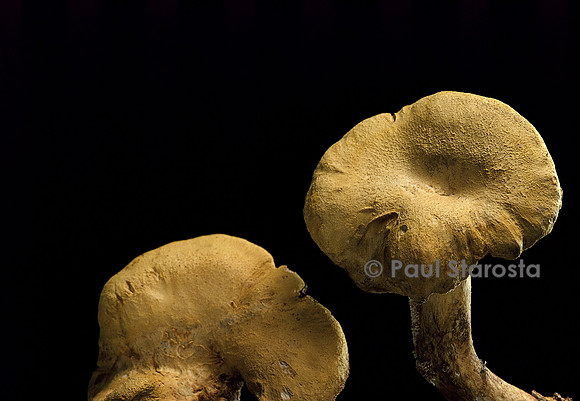 Albatrellus cristatus (polypore à crête)