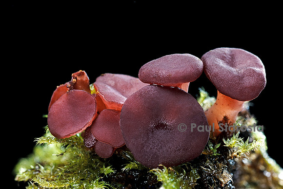 Ascocoryne sarcoides (pézize)