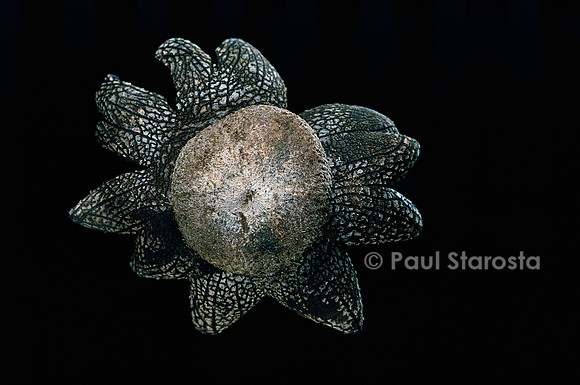 Astraeus hygrometricus (étoile de terre)