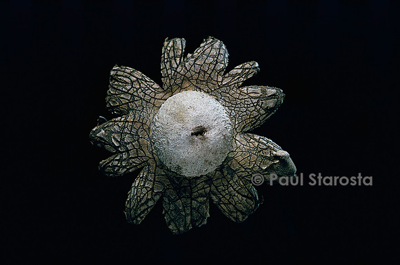 Astraeus hygrometricus (étoile de terre)