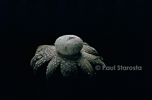 Astraeus hygrometricus (étoile de terre)