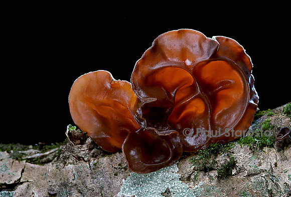 Auricularia auricula-Judae (oreille de Judas)