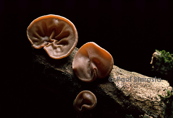 Auricularia auricula-Judae (oreille de Judas)
