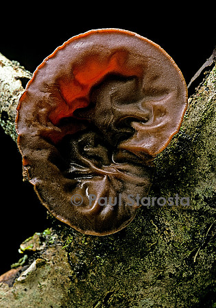 Auricularia auricula-judae (oreille de Judas)