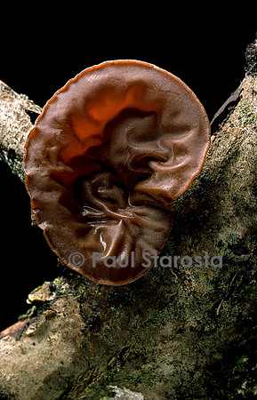 Auricularia auricula-Judae (oreille de Judas)