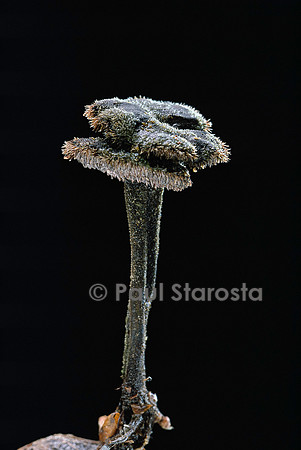 Auriscalpium vulgare (hydne cure-oreille)
