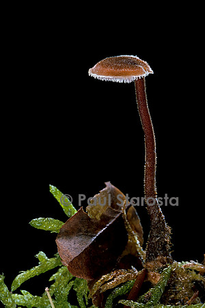 Auriscalpium vulgare (hydne cure-oreille)