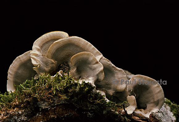 Bjerkandera adusta (tramète brûlée)