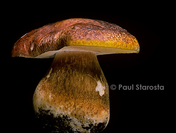 Boletus pinophilus (bolet des pins)