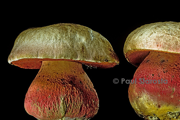 Boletus satanas (bolet Satan)