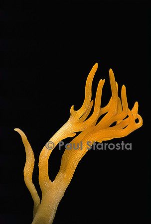 Calocera viscosa (calocère visqueuse)