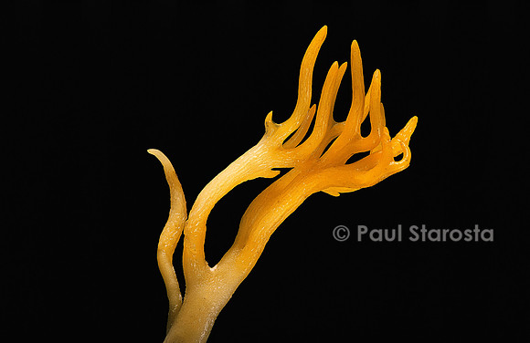 Calocera viscosa (calocère visqueuse)