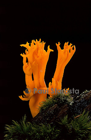 Calocera viscosa (calocère visqueuse)