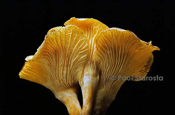 Cantharellus cibarius (girolle)