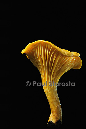 Cantharellus cibarius (girolle)