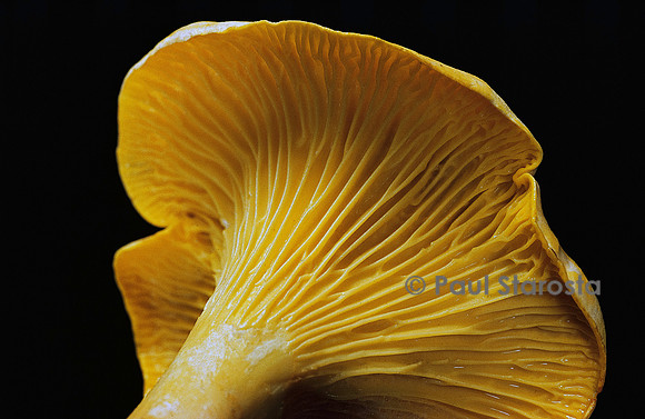 Cantharellus cibarius (girolle)