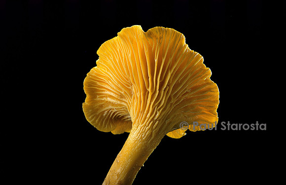 Cantharellus cibarius (girolle)