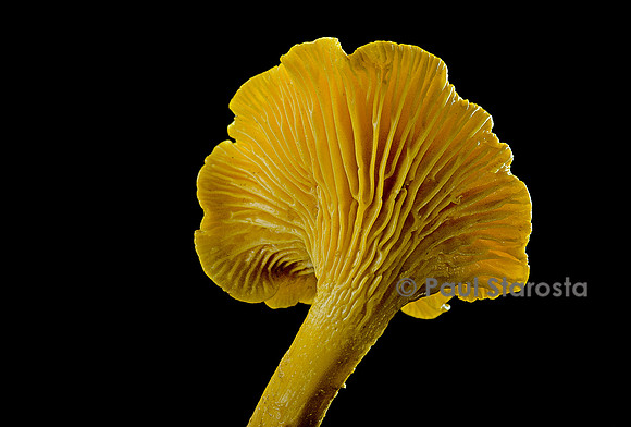 Cantharellus cibarius (girolle)