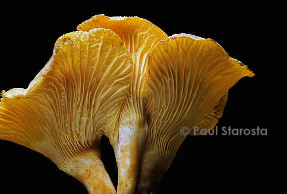 Cantharellus cibarius (girolle)