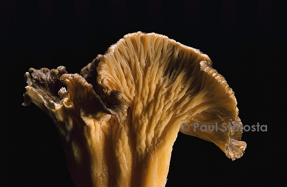 Cantharellus lutescens (fausse girolle)