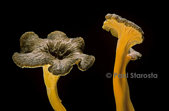 Cantharellus lutescens (fausse girolle)
