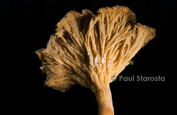 Cantharellus lutescens (fausse girolle)