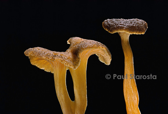 Cantharellus tubaeformis (chanterelle en tube)