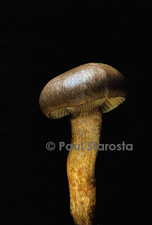 Chroogomphus rutilus (gomphide rutilant)