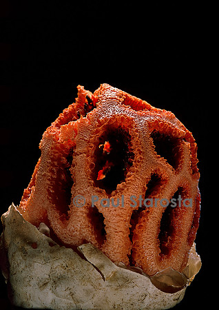 Clathrus ruber (clathre)
