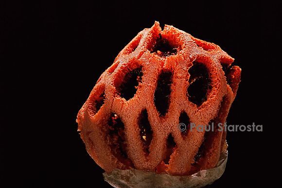Clathrus ruber (clathre)