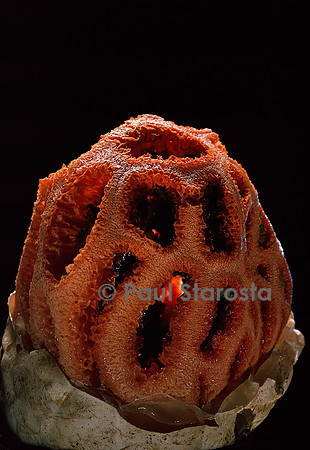 Clathrus ruber (clathre)