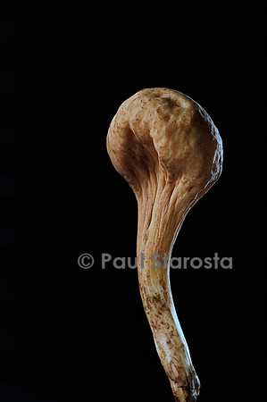 Clavariadelphus pistillaris (clavaire en pilon)