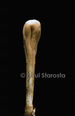 Clavariadelphus pistillaris (clavaire en pilon)