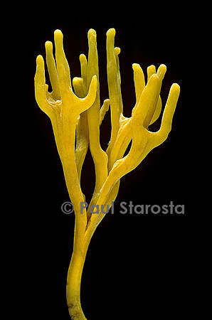 Clavulinopsis corniculata (clavaire)