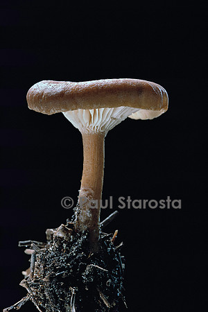 Clitocybe costata (clitocybe côtelé)