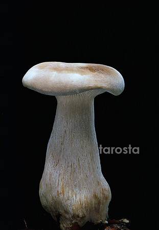 Clitocybe nebularis (clitocybe nébuleux)