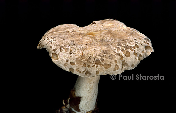 Clitocybe nebularis (clitocybe nébuleux)