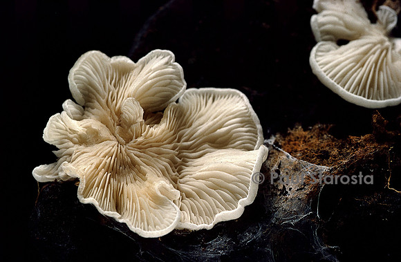 Clitopilus scyphoides (clitopile)