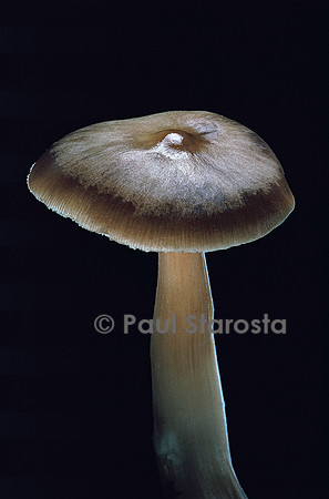 Collybia butyracea (collybie beurrée)