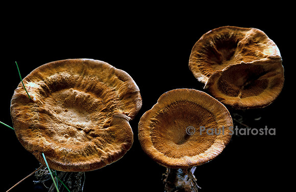 Coltricia perennis (polypore vivace)