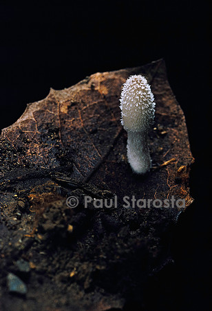 Coprin