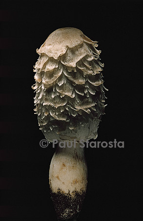 Coprinus comatus (coprin chevelu)
