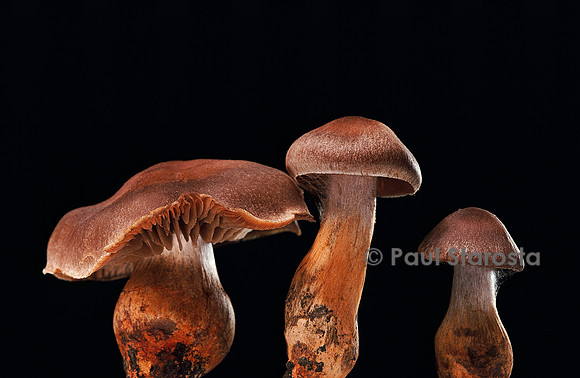 Cortinarius bulliardii (cortinaire de Bulliard)