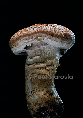 Cortinarius herculeus (cortinaire)