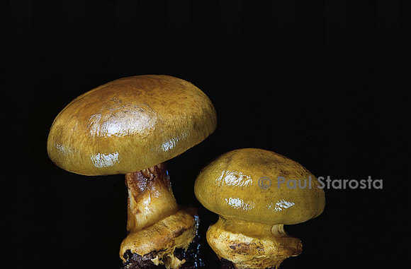 Cortinarius ionochlorus (cortinaire vert et violet)