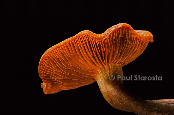 Cortinarius malicorius (cortinaire orangé)