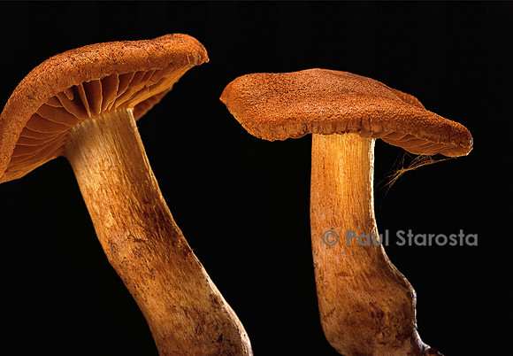 Cortinarius orellanus (cortinaire couleur de roucou)